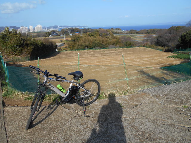 Ɍ钭߂̂悢iF́Ar̔Ă܂_݂TCN