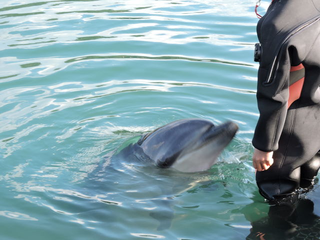 �����s�@�h���t�B���t�@�[�����܂Ȃ�_�h���t�B���t�@�[�����܂Ȃ�