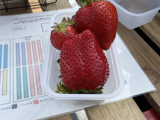 �^���ԂɊ��n�̂�����
�{���������������ł��B_������ �Ղ��� -ichigo plant-