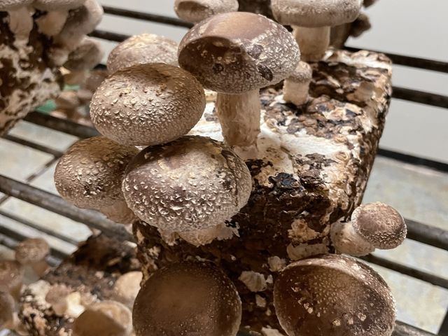 �L�m�R�͔̍|���i�@���ۂ͂��������Â��ꏊ�ł��I_�Q�n�O�����Ɩ��Y�i�̈��Ó�