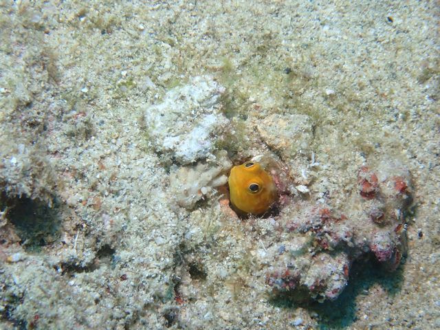 ����ȃJ���C�C�ʐ^���B���悤�ɂȂ�܂����B_DS natura