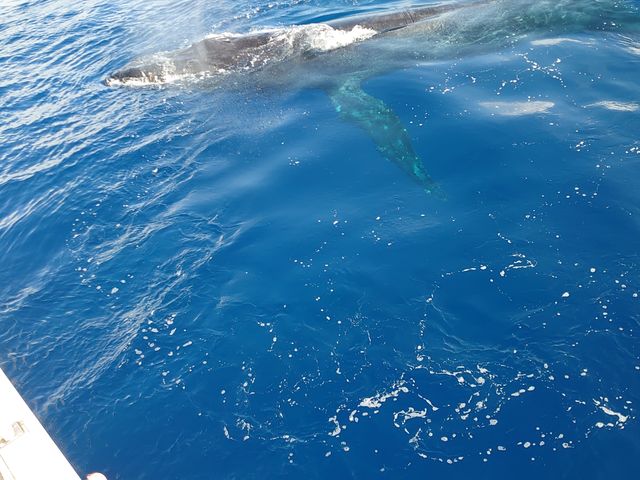 �����Ƃ��Ă��鉽���D��S���낤�B_FACE