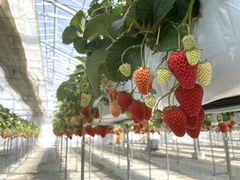 cami����̑唩���Y���������ւ̓��e�ʐ^1