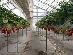 DoggyWoman����̑唩���Y���������ւ̓��e�ʐ^1