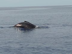 Ka.Ho.SeaWorldւ̓eʐ^4