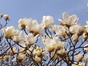 jR񂳂̋gcΓ@̓eʐ^5