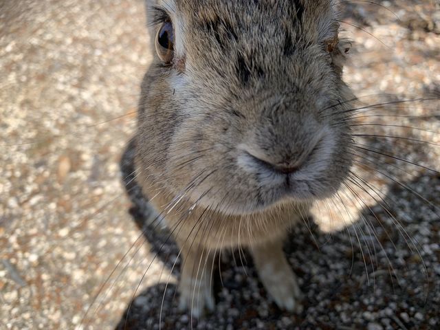 ������(�a������I�I)_���r�b�g���C���i�O���]��v�쓇�q�H�j