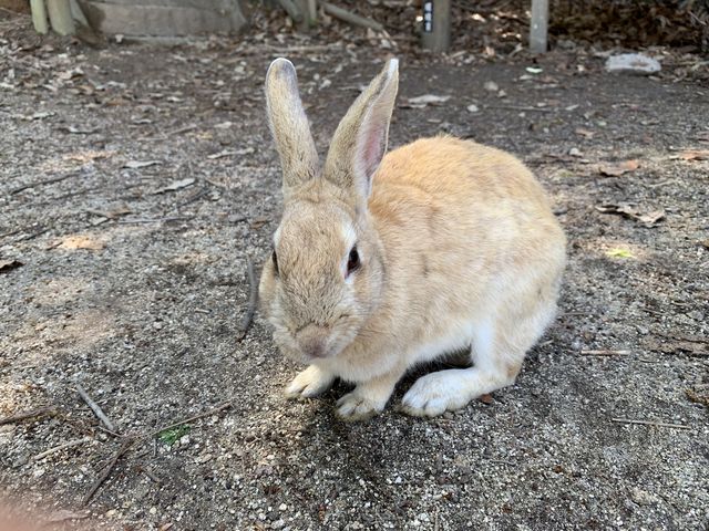 ������_���r�b�g���C���i�O���]��v�쓇�q�H�j