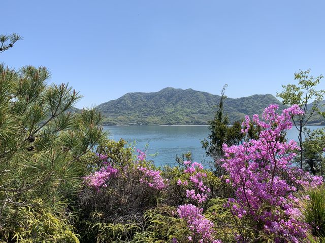 �c�c�W�̉Ԃ����ꂢ�ɍ炢�Ă��܂����B_���r�b�g���C���i�O���]��v�쓇�q�H�j