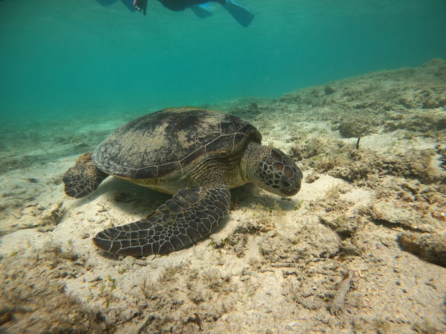 �E�~�K���Ƒ����B�����I_OCEANZ - �I�[�V�����Y