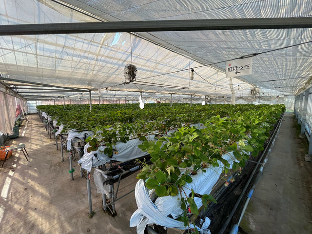 �L���n�E�X�ł����I_�C�`�S�n�E�X�����̉�