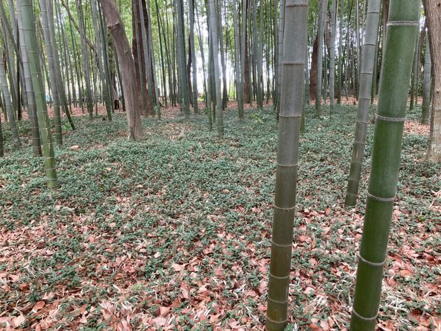 �|����R�řy���������ł�_�Ȃ��݉��@�X�c