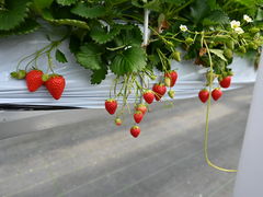 shirakiyãqt@[ւ̓eʐ^1