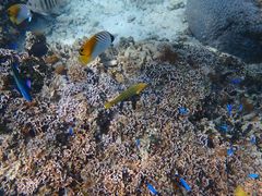 ققNature Guide Double Rainbow lC`[KCh@_uC{[ւ̓eʐ^1