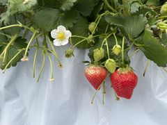 񂳂̃_NoYt@[ւ̓eʐ^1