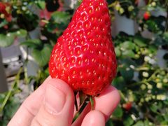 ÂEitoku Farm  y舤`Ƃȁ`zւ̓eʐ^1