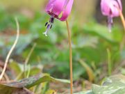 Ƃ񂳂̔㑾_Ђ̓eʐ^7