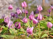 Ƃ񂳂̎LPՁi㑾j̗j̓eʐ^4