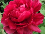 ~C̖򉤉@̃{^̓eʐ^1