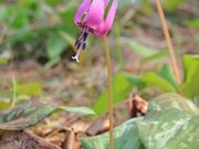 Ƃ񂳂̔㑾Ձi㑾j̗j̓eʐ^8