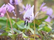 Ƃ񂳂̔㑾Ձi㑾j̗j̓eʐ^9