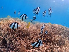 ElenãANAhbvւ̓eʐ^1