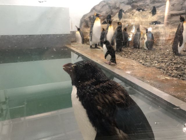 �y���M�����������߂Ă܂���_���R������