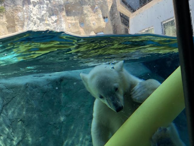 �z�b�L���N�O�}�̎q�F���V��ł܂���_���R������