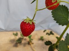 MỸC`SnEX̉ւ̓eʐ^3