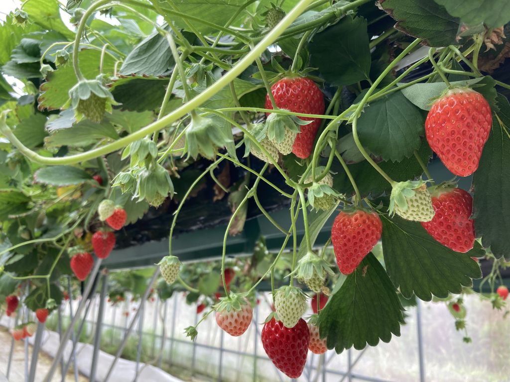 福井の果物 野菜狩りランキングtop10 じゃらんnet