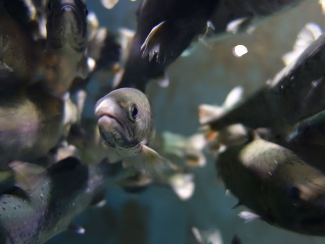 �T�N���}�X_�߉��s�����ΐ�����