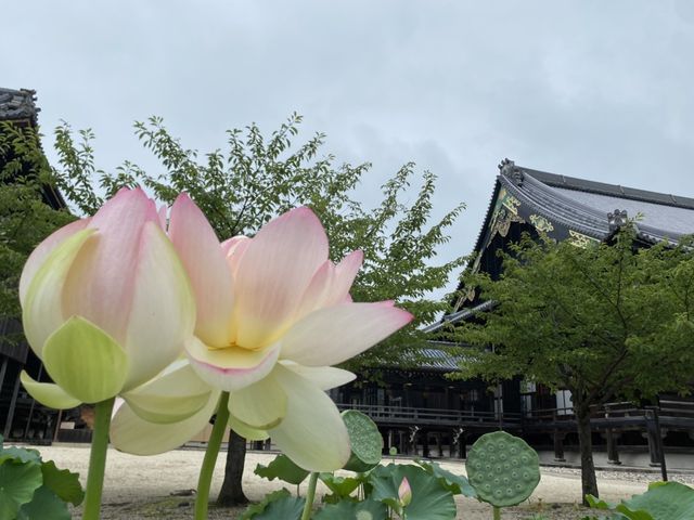 �D�����@�̉�_���c�{�R��C��