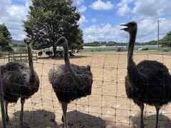 �����ҁ[����̃_�`���E�����@�Ή��t�@�[���ւ̓��e�ʐ^1