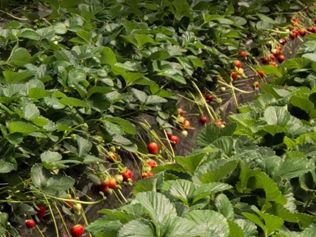 �Â��đ傫�߂�䕂����������_�ΐ삢������