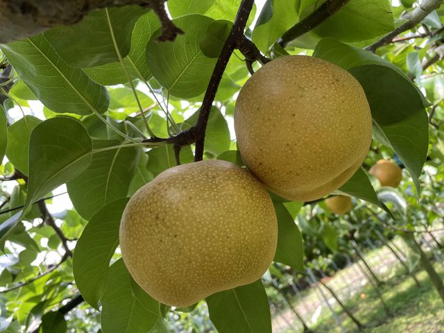 �����������ȗ�_���O����