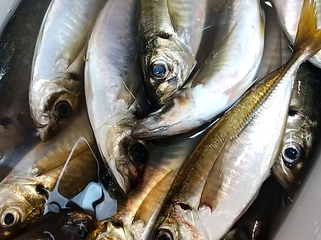 ����_��D�[��