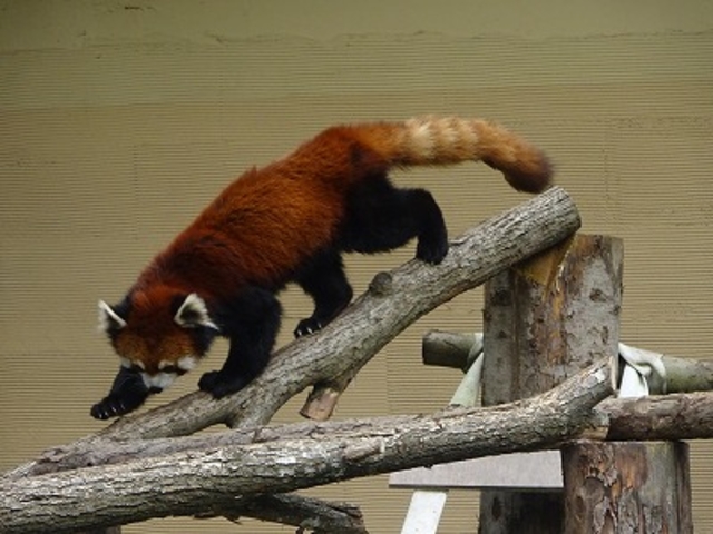 ���b�T�[�p���__���R������