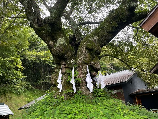 kPĂ郉C_[̓̃VimL̓eʐ^1