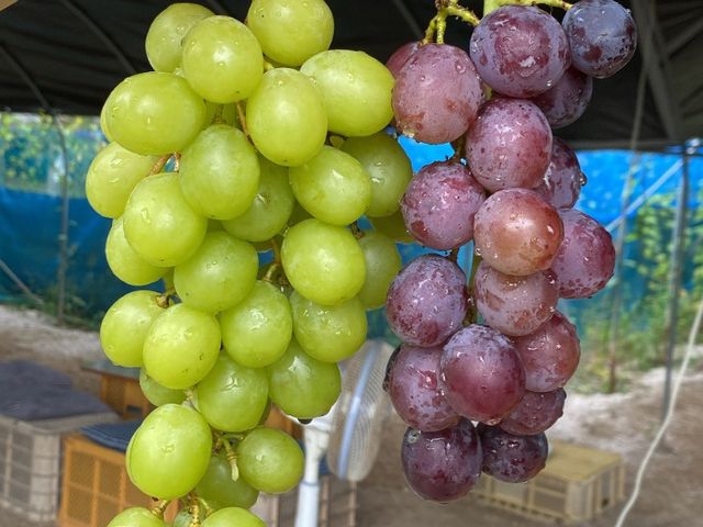 �o�b�N�͎��n�����Ԃǂ���H�ׂ�Ƃ���ł��B_�X�J���x�t�@�[��