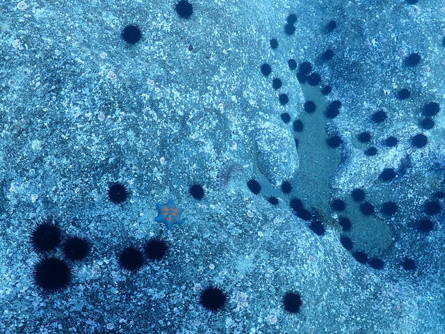 ϒO@Ɂ@{ɂ܂낭낷݂ɑR܂_OfE||