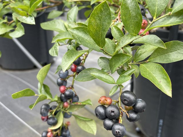 �u���[�x���[������������_Blueberry HILLS ����