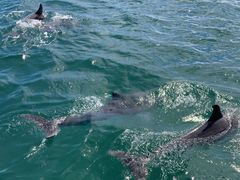 Dʂ̓VsCJEHb`Oēւ̓eʐ^1