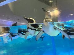 すみだ水族館の口コミ一覧 じゃらんnet