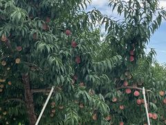 [񂳂̂܂邹ʎւ̓eʐ^1