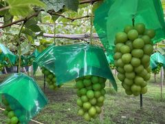 Ƃނ̌_O[vnEXւ̓eʐ^1