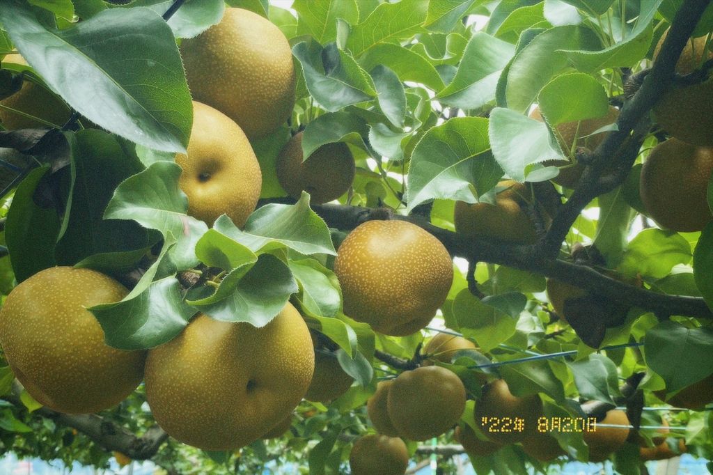 大島 フルーツ柄 洋梨と桜桃 着物 大島×紅葉。 惨めな思いも、苦しい日々