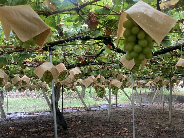 �K���̋�Ԃł��I_�É��b�ʉ�