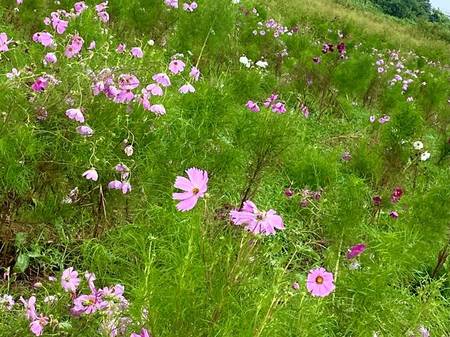 お花畑 イシックス馬入のお花畑】アクセス・営業時間・料金情報 - じゃらんnet