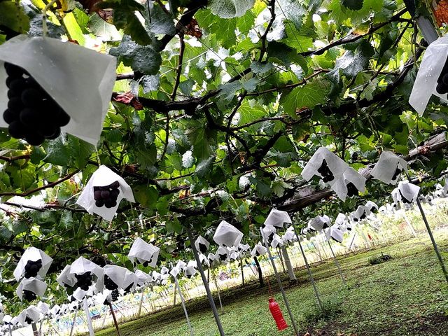 ����������̎햳������_������