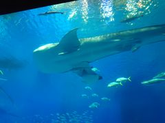 沖縄美ら海水族館の口コミ一覧 じゃらんnet